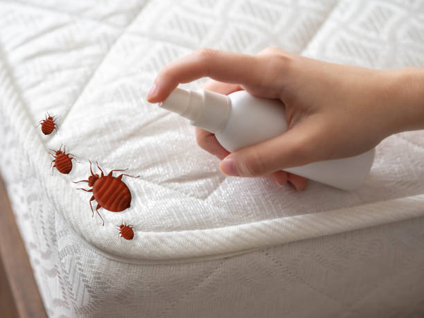Best Affordable Pest Control Services  in Westlake Vlage, IL